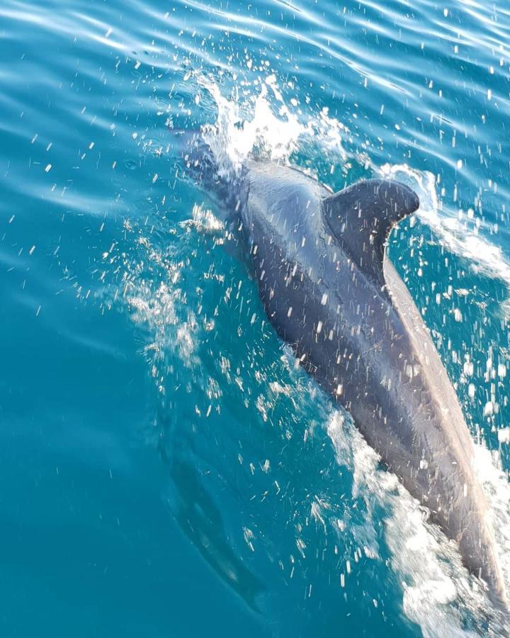 Dolphin Dhow Beach Safaris Vilanculos Eksteriør bilde