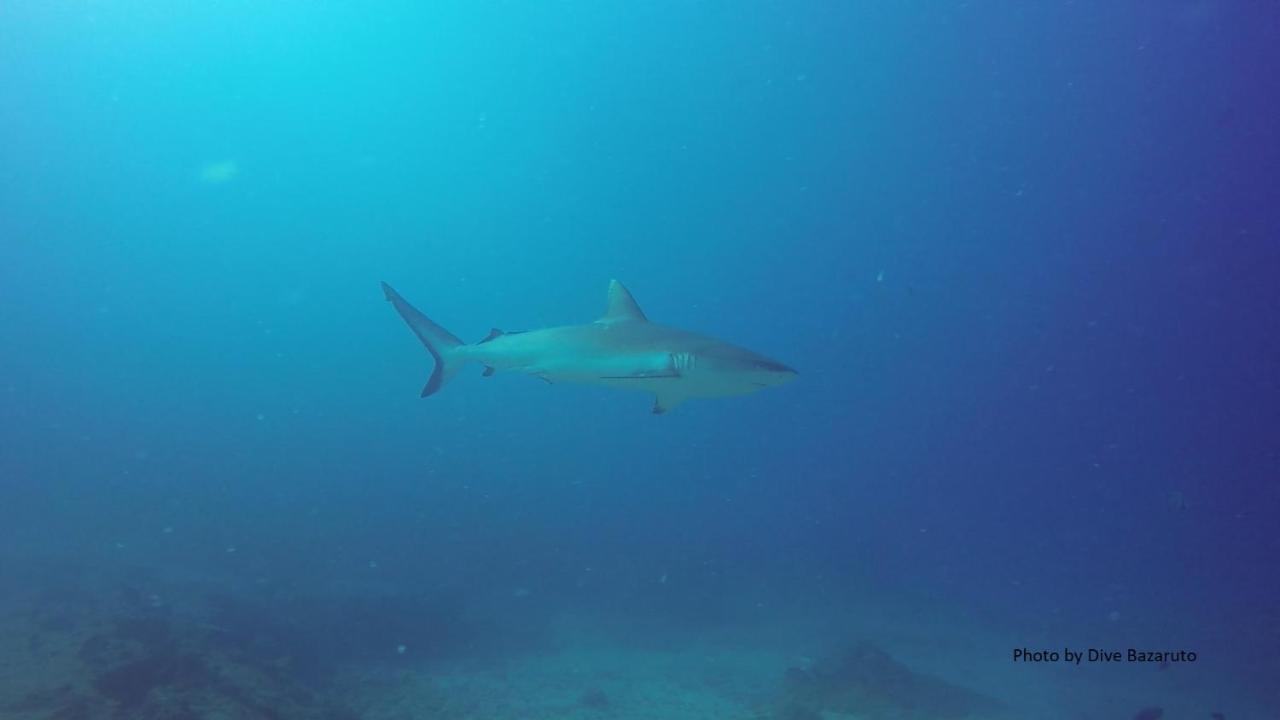 Dolphin Dhow Beach Safaris Vilanculos Eksteriør bilde
